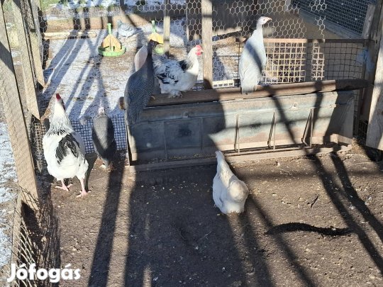 Gyöngytyúk eladó 