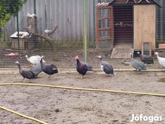 Gyöngytyúk kakasok eladók!