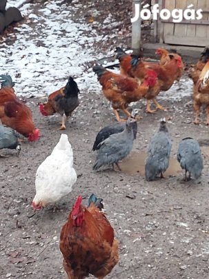 Gyöngytyúk kakast vennék