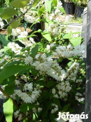 Gyöngyvirágcserje 30 L-es konténerben