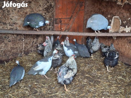 Gyönygyösök és Wayandok