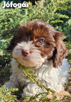 Gyönyörű Bichon Havanese cukiságok