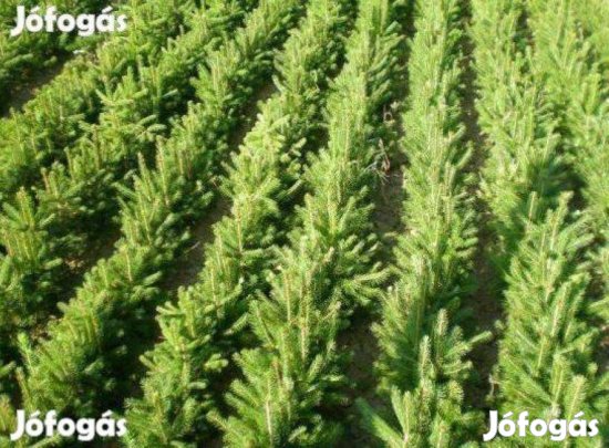 Gyönyörű Extra dán nordmann fenyőcsemete, fenyő csemete, normand 1-2-