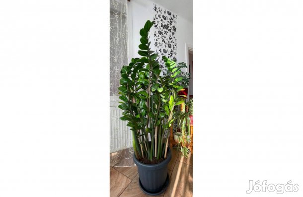 Gyönyörű Legénypálma eladó