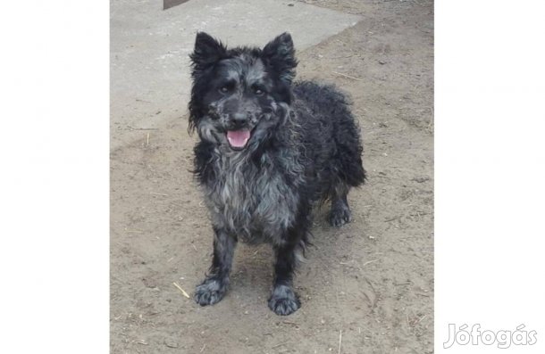 Gyönyörű Mudi pár eladó cifra kan Hamvas szuka törzskönyvezettek