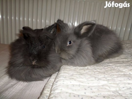 Gyönyörű Oroszlánfejű Kisnyuszik nyúl nyuszi