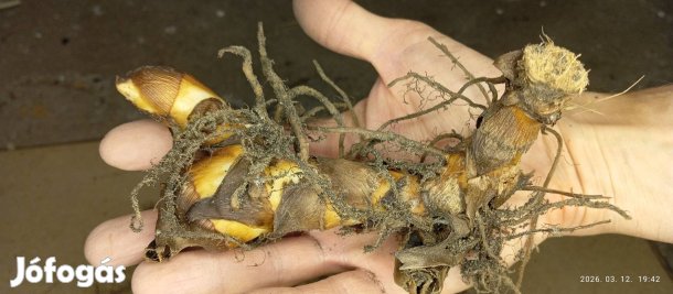 Gyönyörű Picasso és meseszép sárga kánna gumók