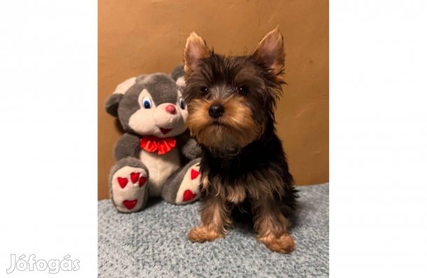 Gyönyörű Yorkshire terrier kisfiú!
