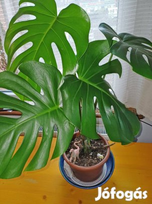 Gyönyörű, egészséges Monstera, Könnyezőpálma