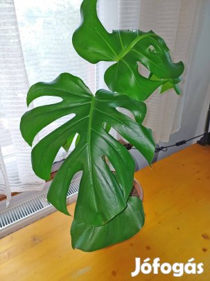 Gyönyörű, egészséges Monstera, Könnyezőpálma