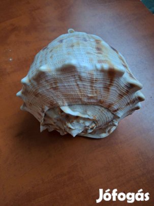Gyönyörű, nagyméretű Sisakcsiga (Cassis cornuta) Hibátlan állapot