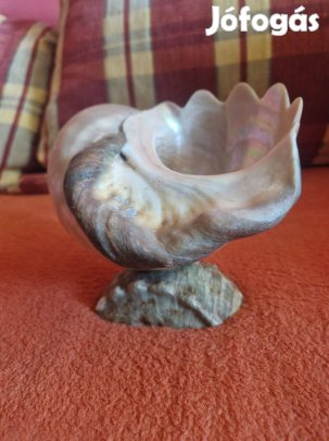 Gyönyörű, régi, eredeti, nagy méretű tengeri csiga
