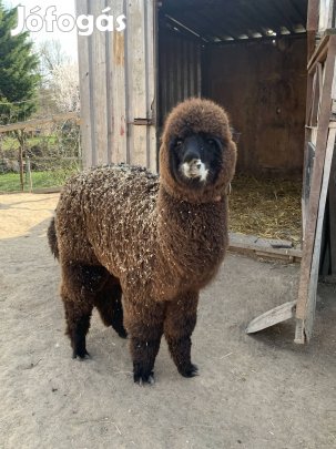 Gyönyörű alpaka csikó gazdit keres!