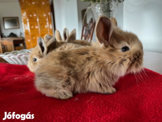 Gyönyörű aranyszínű lógófülű dísznyuszik keresik szerető gazdijukat