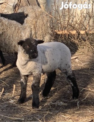 Gyönyörű bárányok eladók!