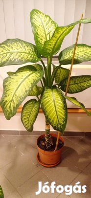 Gyönyörű diffenbachia eladó