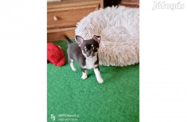 Gyönyörű,fekete csivava kislány tenyésztőtől