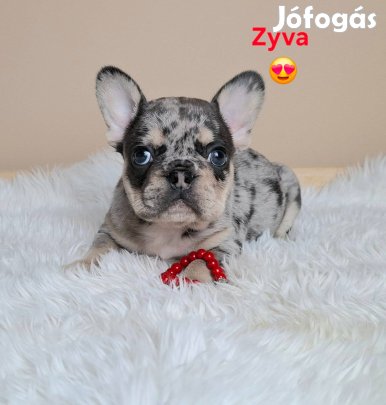 Gyönyörű francia bulldog jellegű kiskutyák