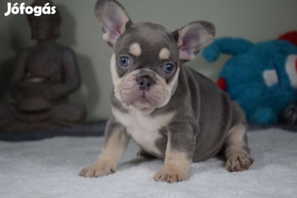 Gyönyörű francia bulldog kislány