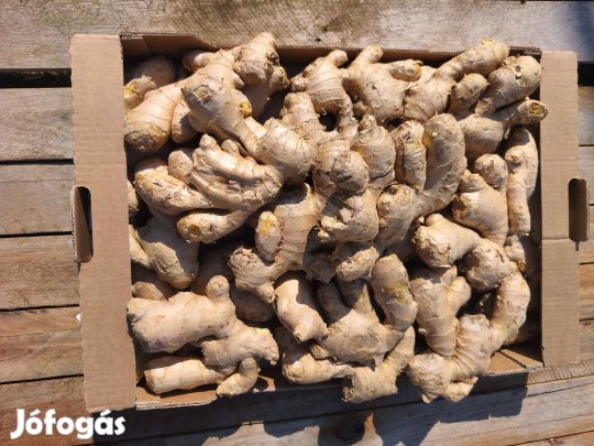 Gyönyörű gyömbér