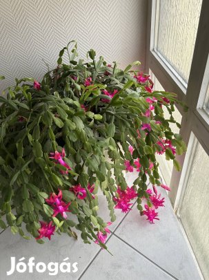 Gyönyörű hatalmas karácsonyi / húsvéti Kaktusz eladó