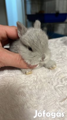 Gyönyörű holland Törpenyuszi színes törpenyúl