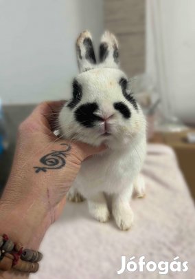 Gyönyörű holland törpenyuszi kisfiú törpenyúl