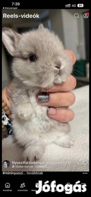 Gyönyörű holland törpenyuszi színes töroenyúl