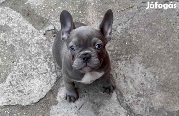 Gyönyörű kék francia bulldog kislány eladó!