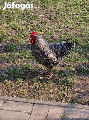 Gyönyörű kendermagos kakas eladó továbbtartásra