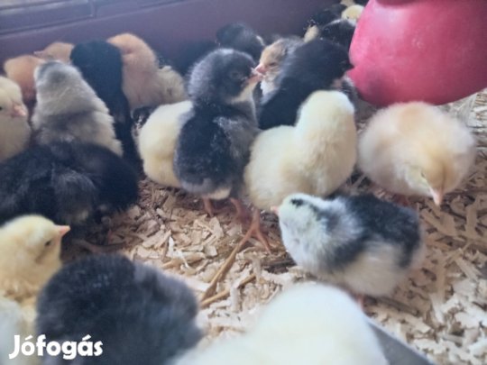 Gyönyörű közép-nagytestű, kettőshasznú csibe