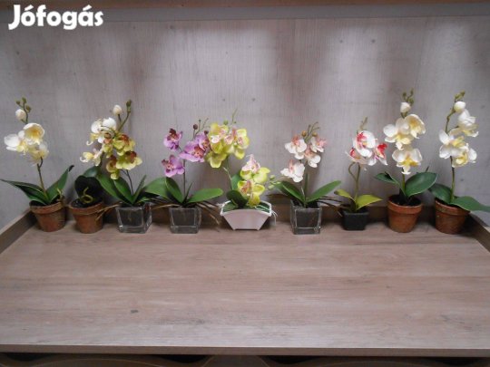 Gyönyörű mű orchidea,virág