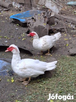 Gyönyörű néma kacsák