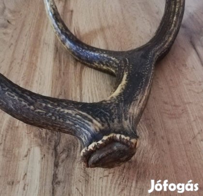 Gyönyörű régiség! Szarvas agancs trófea
