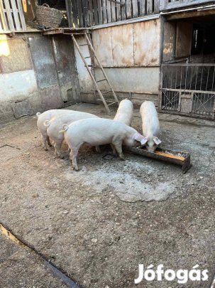 Gyönyörű sűldők eladók! Gyere és vedd meeeeg!