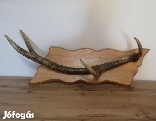 Gyönyörű szarvas agancs fogas