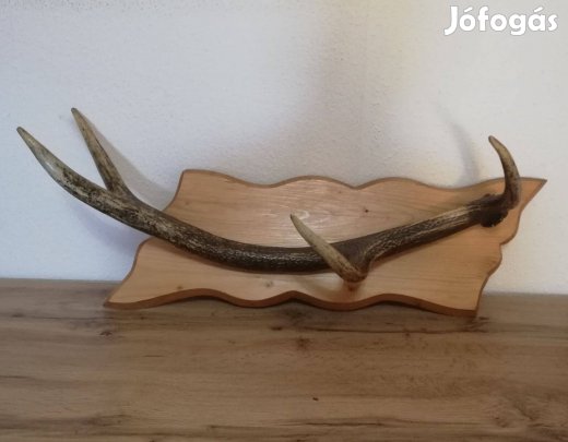Gyönyörű szarvas agancs trófea, falra akasztható