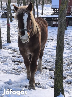 Gyönyörű szép fiatal hidegvérű kanca eladó!