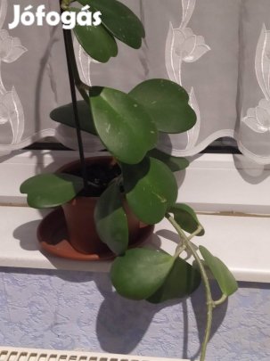 Gyönyörű szívlevelű viaszvirág /Hoya Kerrii/ eladó!