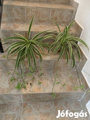 Gyönyörű szoba növény évelő