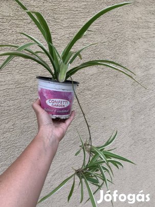 Gyönyörű szobanövény eladó