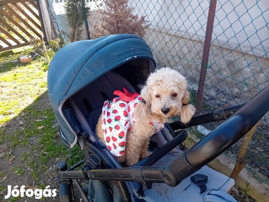 Gyönyörü törpe uszkár lány 6 éves