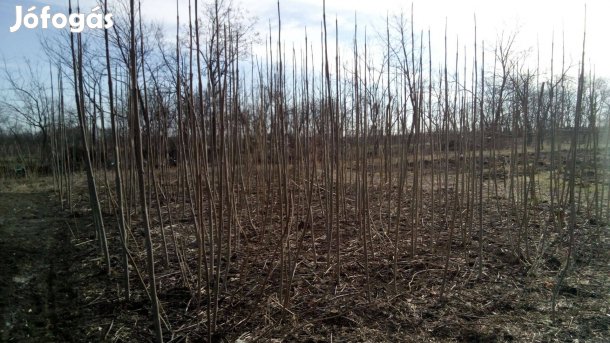 Gyorsan növő Kínai Császár fa