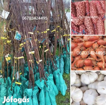 Gyülcsfa csemete, és vetőburgonya