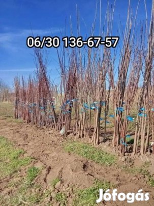 Gyümölcs fa csemete