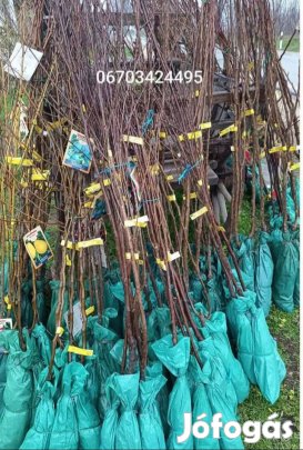 Gyümölcsfa csemete, szőlő oltvány vetőburgonya, dughagyma