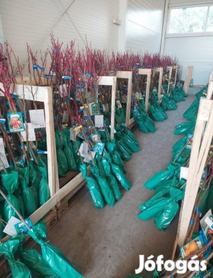 Gyümőlcsfa egyenesen a termelőtől!