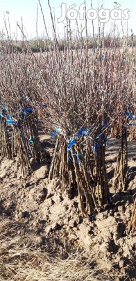 Gyümölcsfa oltványok eladóak