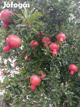 Gyümölcsfák és kerti növények 2026 tavaszi ültetéshez!