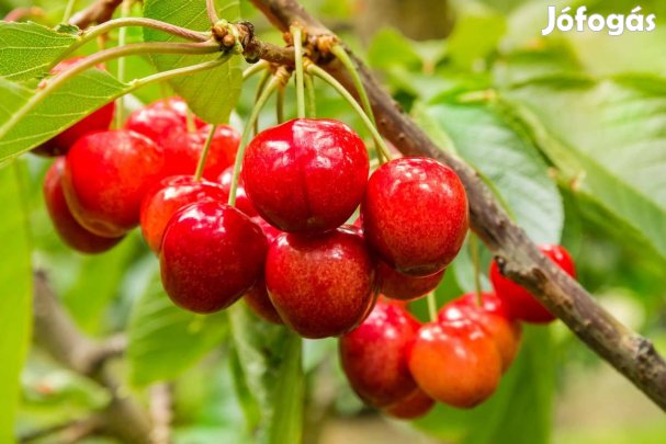 Gyümölcsfák közvetlenül az őstermelőtől nagy választék, kedvező ár